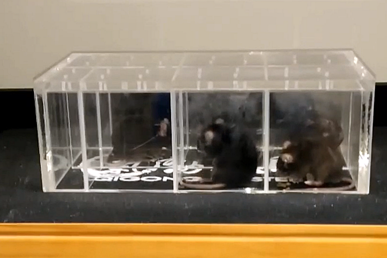 長庚大學崔博翔教授利用小鼠進行垂直律動實驗。
